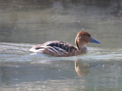 fulvous_whistling-duck