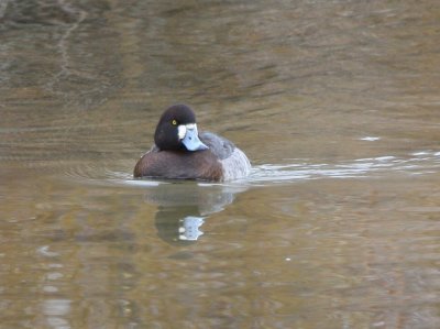greater_scaup
