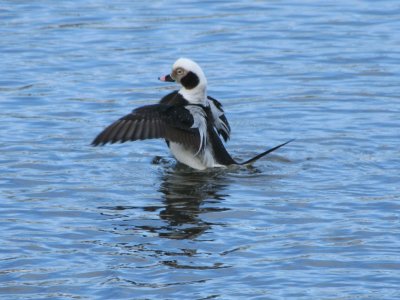 long-tailed_duck