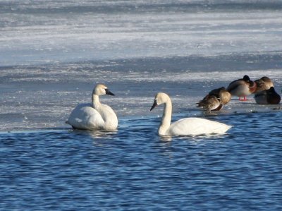 tundra_swan