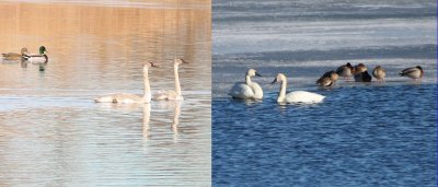 Trumpeter-Tundra Swans