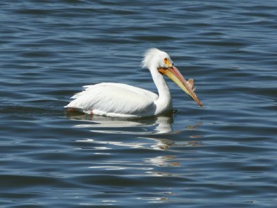 american_white_pelican