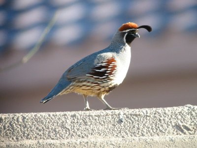 Gambels Quail