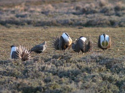 greater_sage-grouse