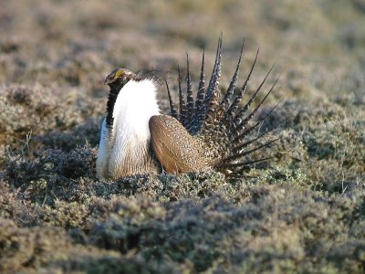 Greater Sage-Grouse