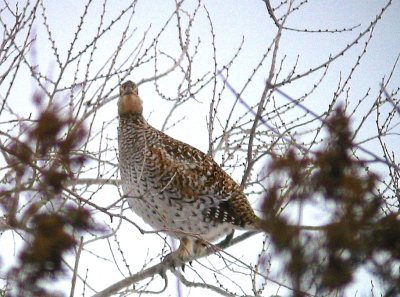 sharp-tailed_grouse