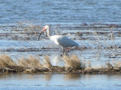 white_ibis