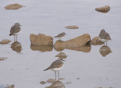 Least Sandpiper