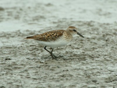 Least Sandpiper