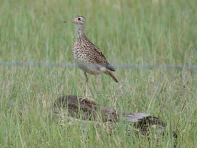 Upland Sandpiper