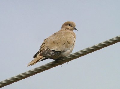 Eurasian Collered-Dove