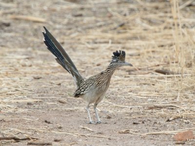 Greater Roadrunner