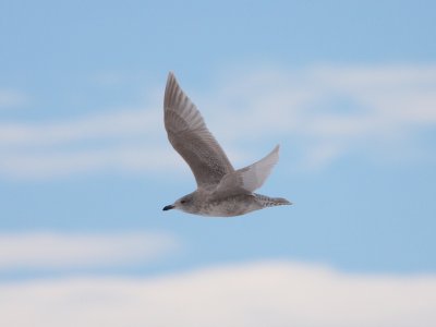 glaucous-winged_gull