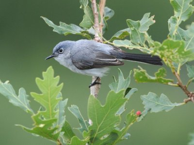 Blue-gray Gnatcatcher