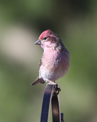 Cassin's Finch