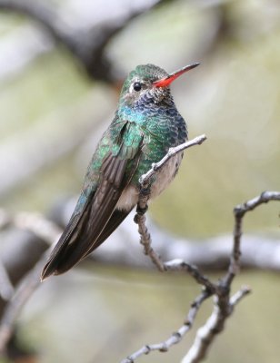 broad-billed_hummingbird