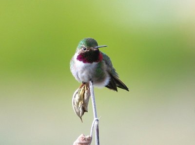 broad-tailed_hummingbird