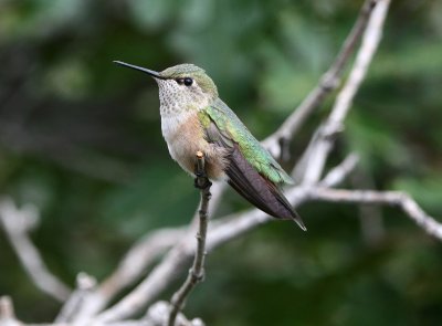Broad-tailed Hummingbird