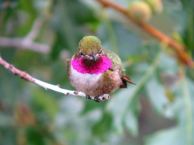 Broad-tailed Hummingbird