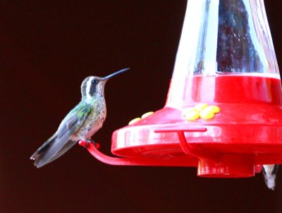 white-eared_hummingbird