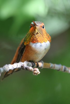 rufous_hummingbird