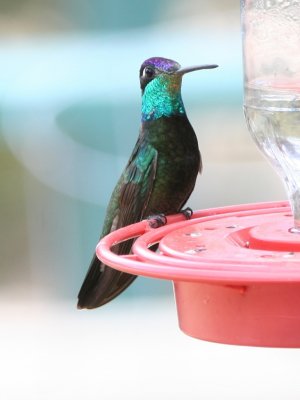 Magnificent Hummingbird