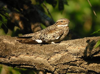 Common Nighthawk