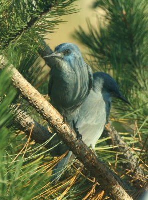 Pinyon Jay