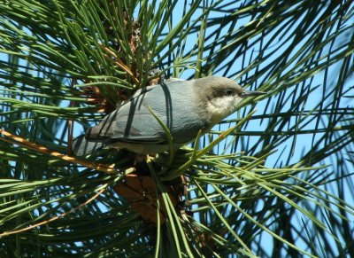 Pygmy Nuthatch