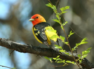 western_tanager