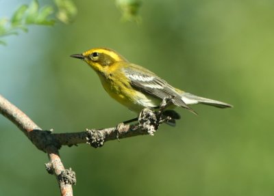 townsends_warbler