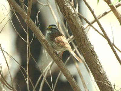 White-throated Sparrow