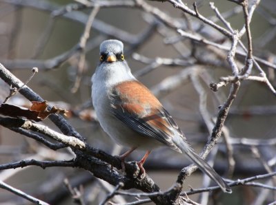 Yellow-eyed junco