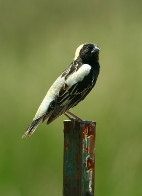 western_meadowlark