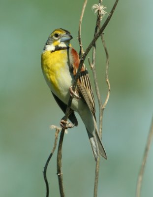 Dickcissel