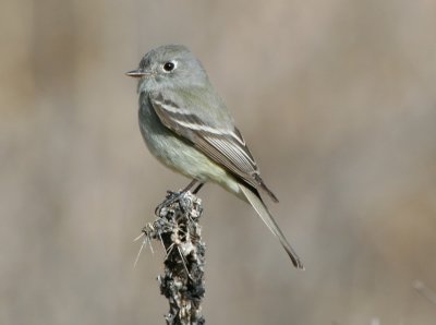 Hammond's Flycatcher