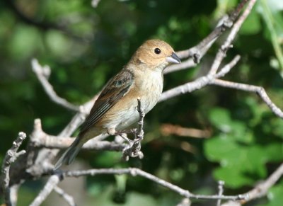 Indigo Bunting