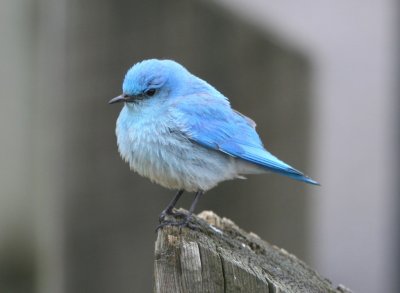 mountain_bluebird