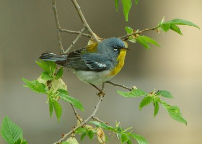 northern_parula