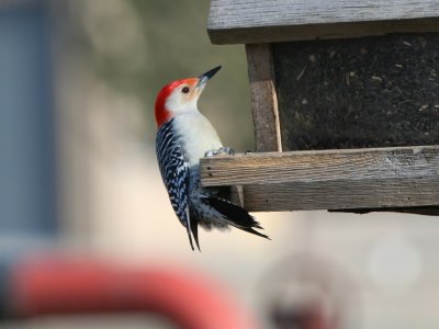 red-bellied_woodpecker