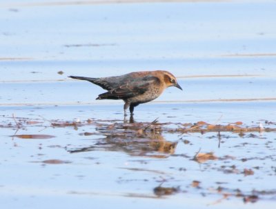 Rusty Blackbird