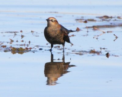 Rusty Blackbird