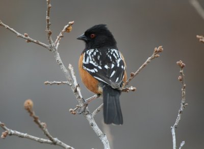 spotted_towhee