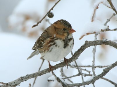 Harris's Sparrow