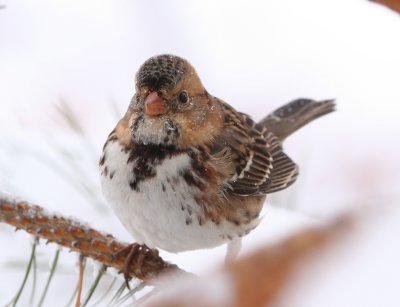 Harris's Sparrow