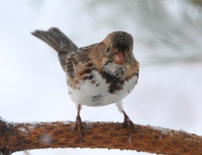 Harris's Sparrow