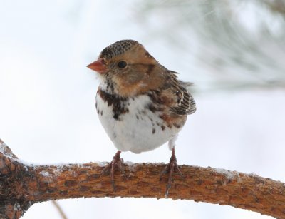 Harris's Sparrow