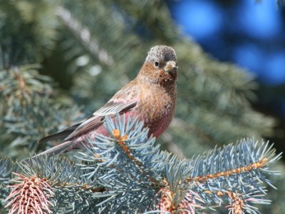 rosy-finches