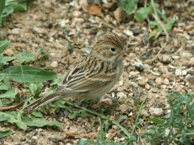 Brewer's Sparrow