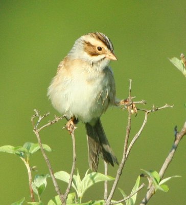 Clay-colored Sparrow